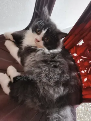 1-3 Months Male Purebred Persian