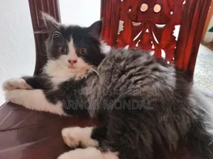 1-3 Months Male Purebred Persian
