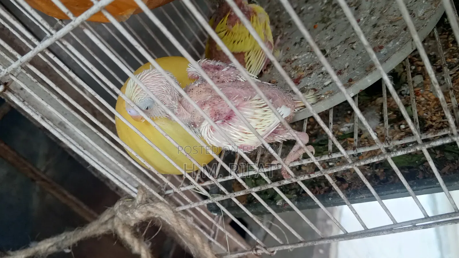 বাজিগর পাখি