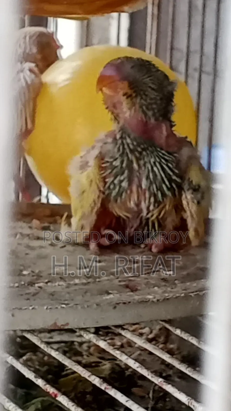 বাজিগর পাখি