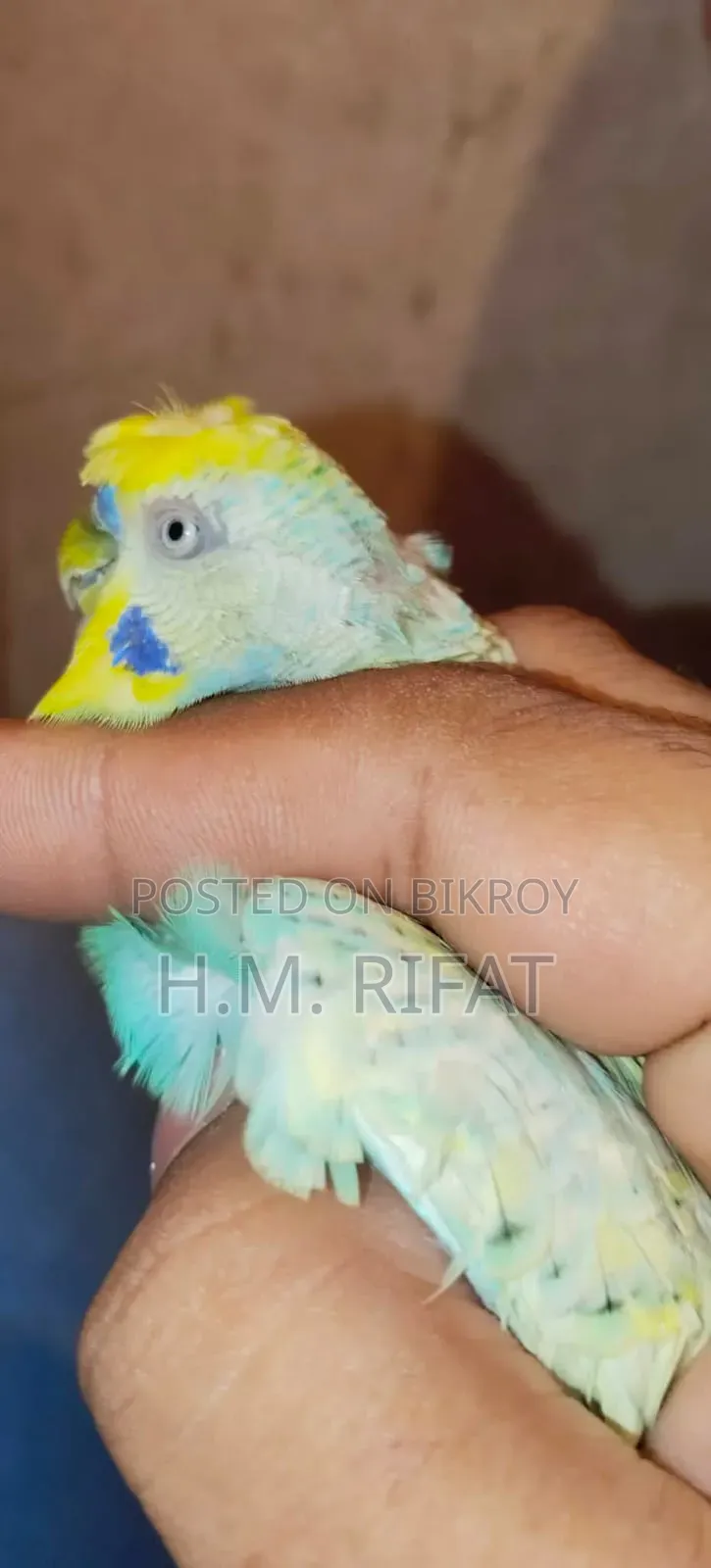 বাজিগর পাখি