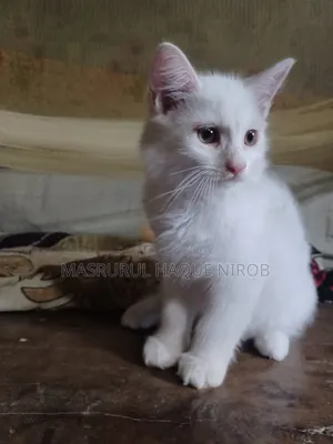 1-3 Months Female Purebred Persian