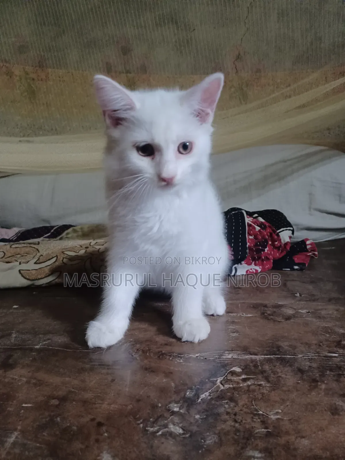 1-3 Months Female Purebred Persian