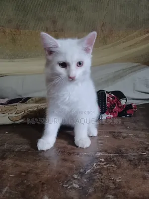 1-3 Months Female Purebred Persian
