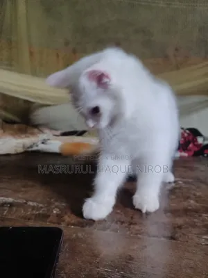 1-3 Months Female Purebred Persian