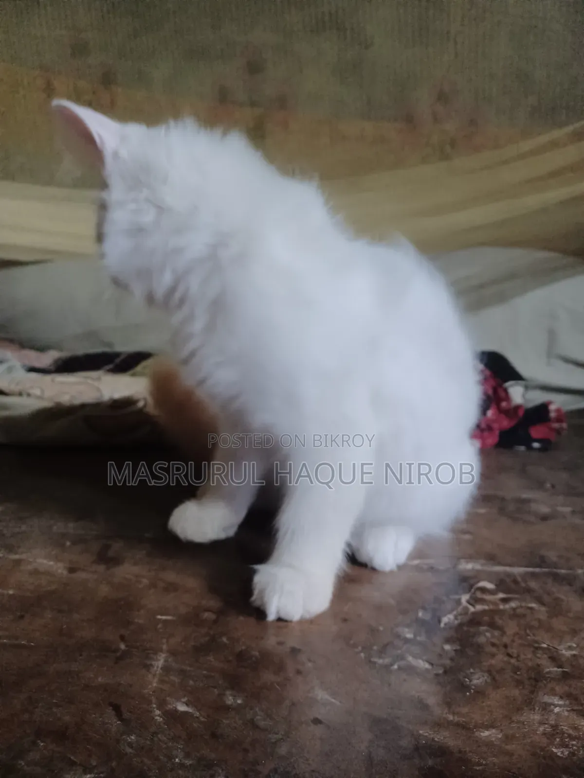 1-3 Months Female Purebred Persian