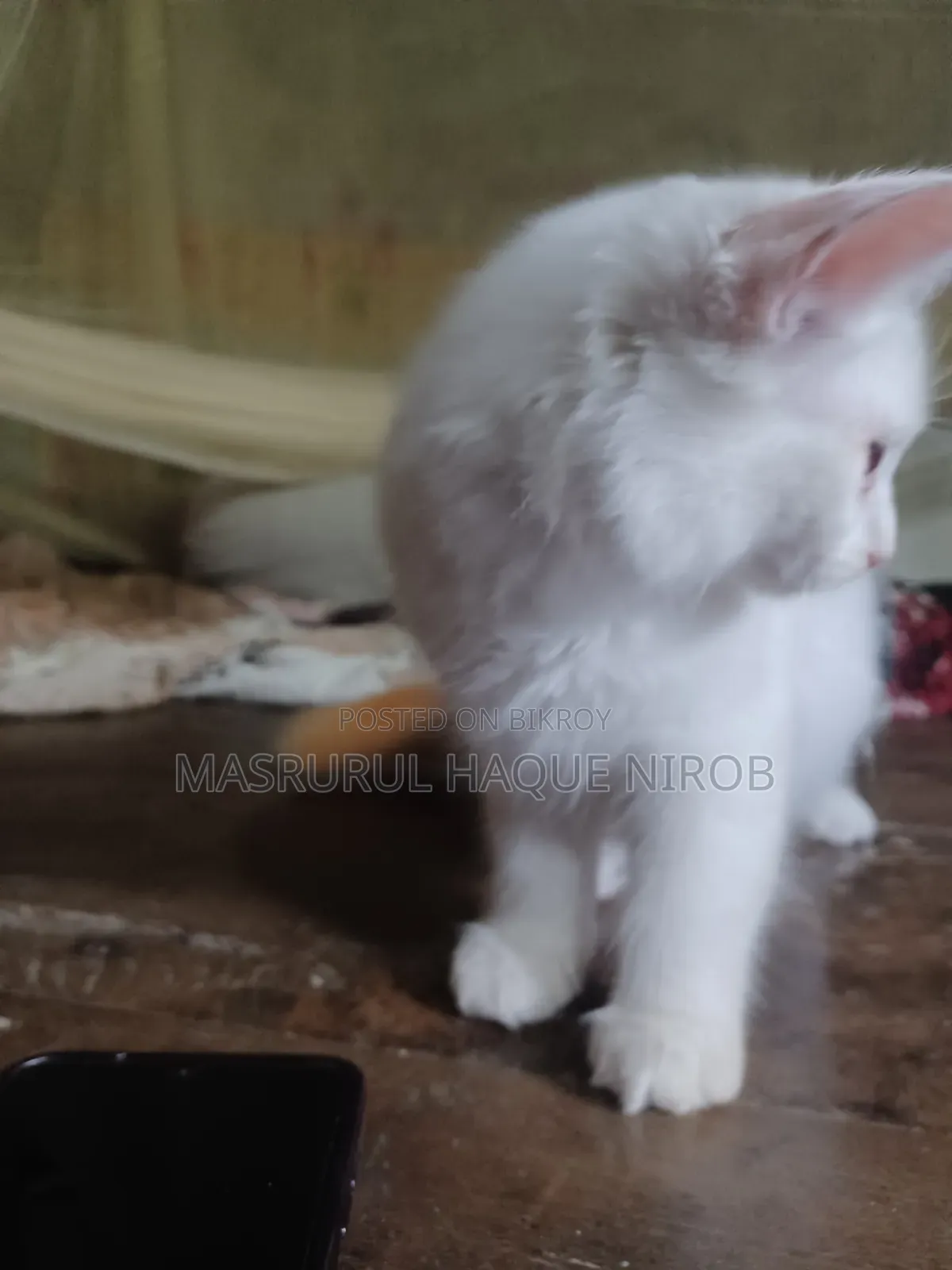 1-3 Months Female Purebred Persian