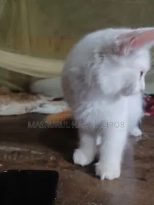 1-3 Months Female Purebred Persian