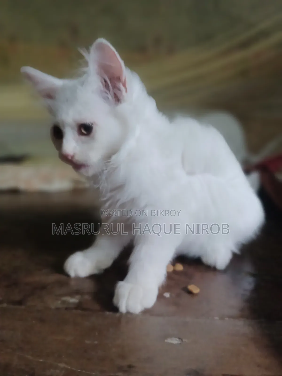 1-3 Months Female Purebred Persian