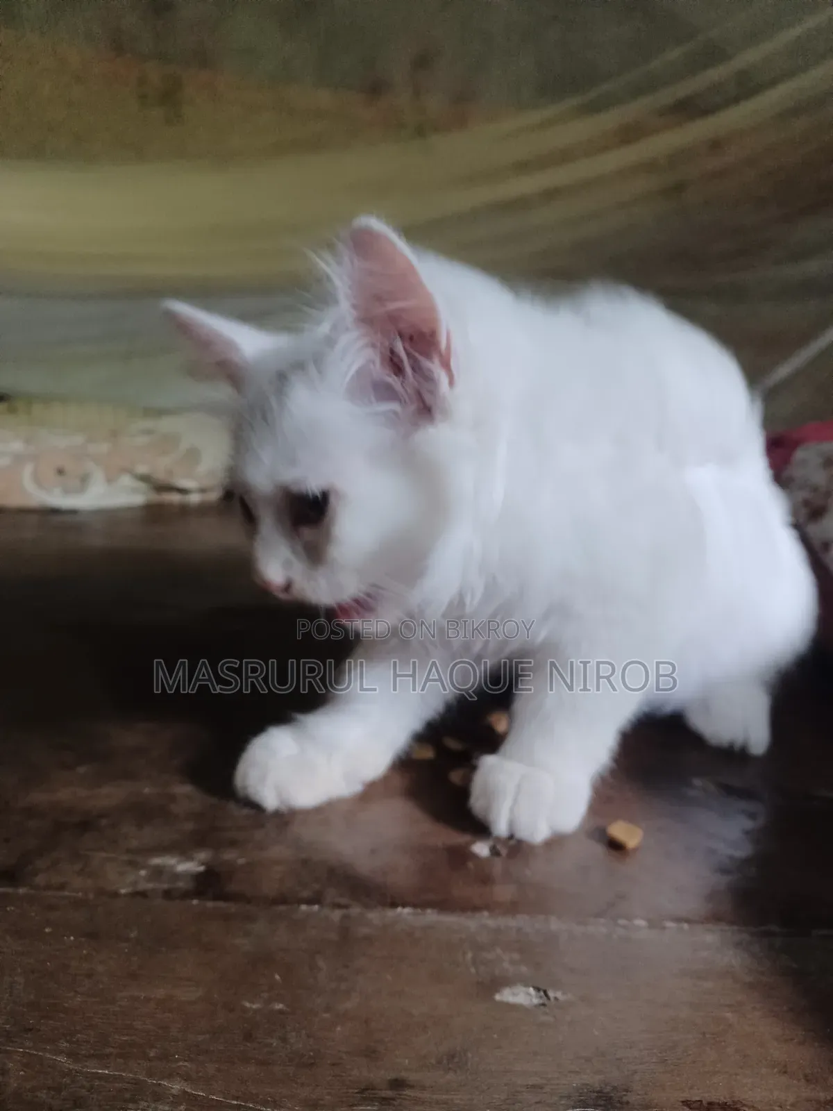 1-3 Months Female Purebred Persian