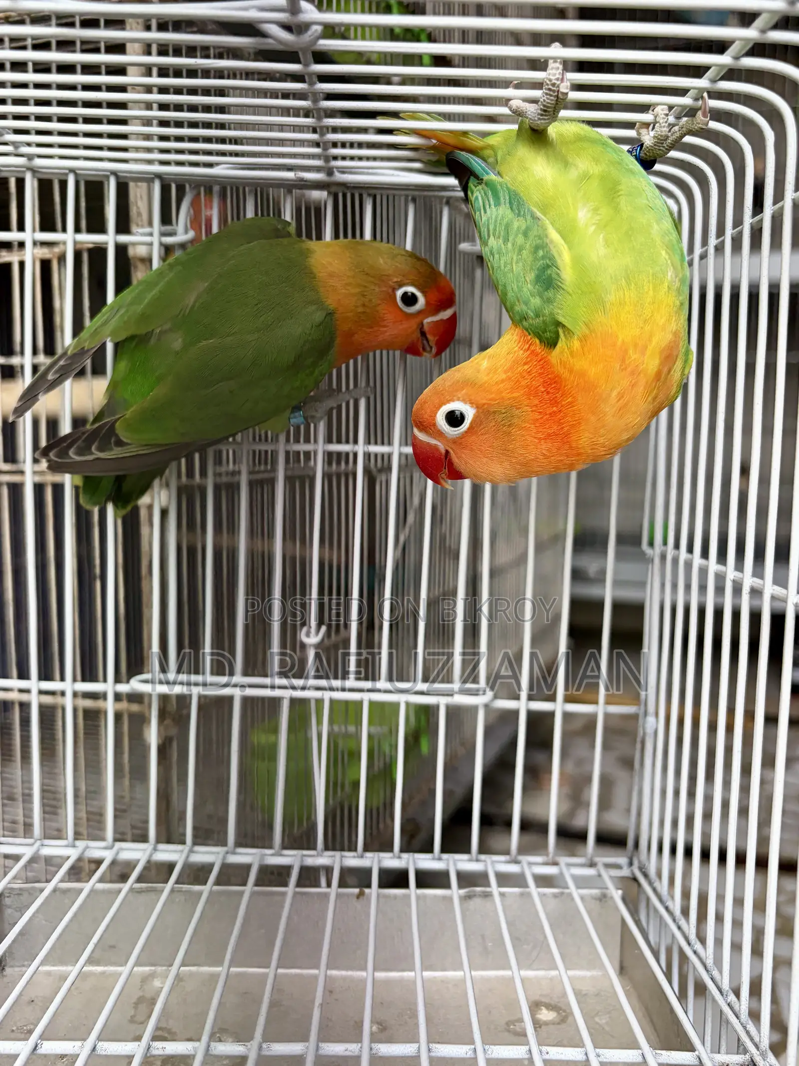 Lovebirds Pair