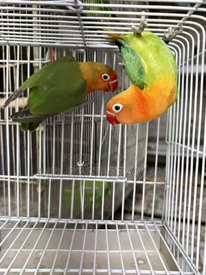 Lovebirds Pair