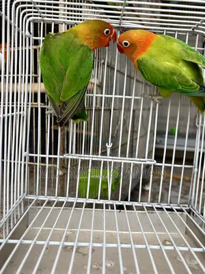 Lovebirds Pair