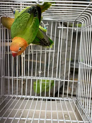 Lovebirds Pair