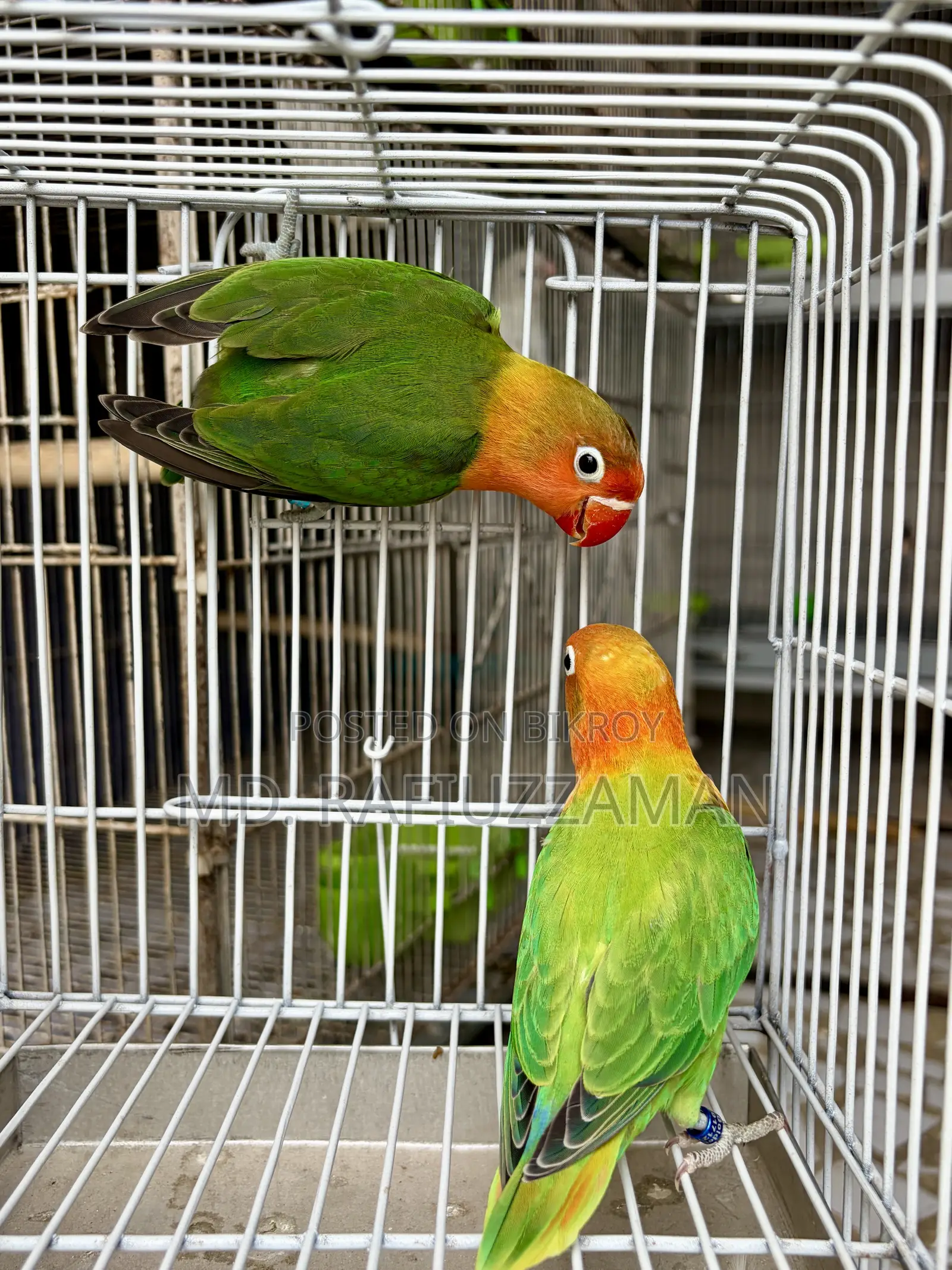 Lovebirds Pair