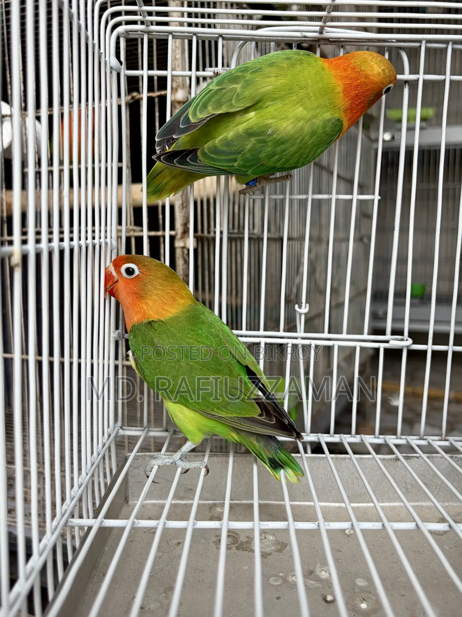 Lovebirds Pair