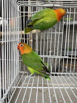 Lovebirds Pair