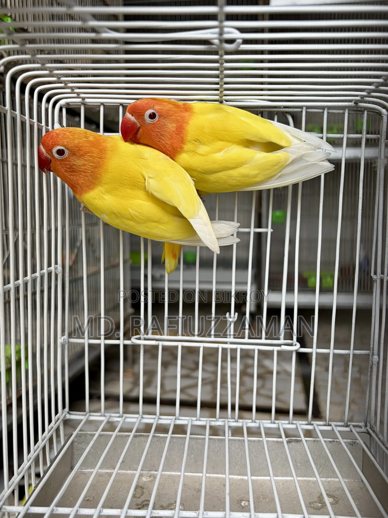 Lovebirds Dna Pair