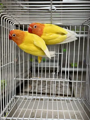 লাভবার্ডস ডিএনএ পেয়ার