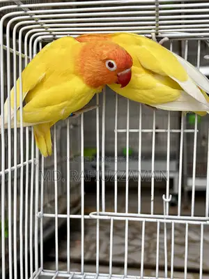 Lovebirds Dna Pair
