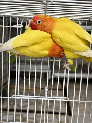 Lovebirds Dna Pair