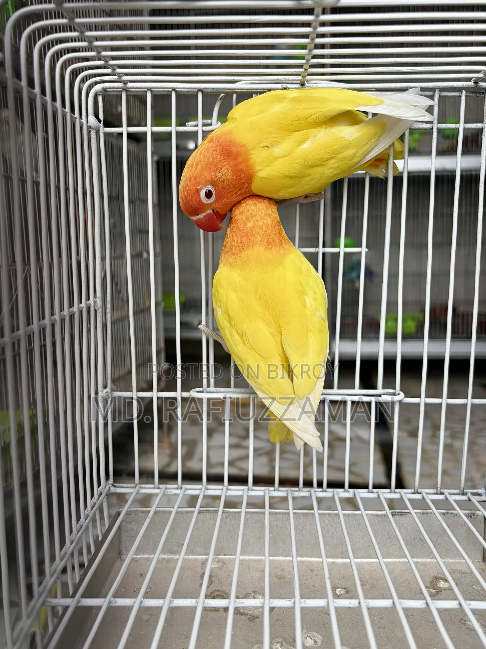 Lovebirds Dna Pair