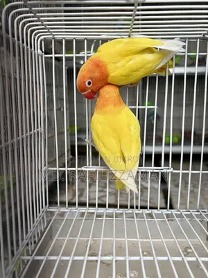 Lovebirds Dna Pair