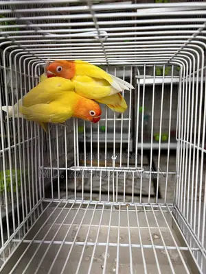 Lovebirds Dna Pair