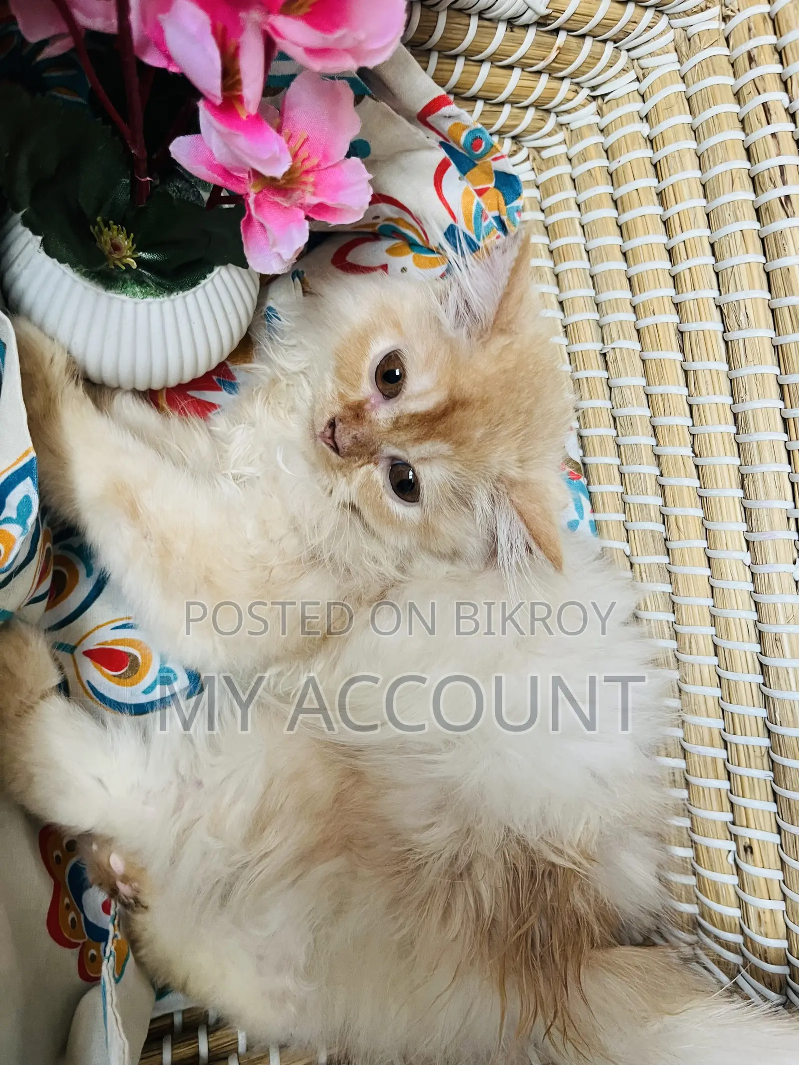 ১-৩ মাস বয়সী ফিমেল পিওরব্রেড পার্সিয়ান