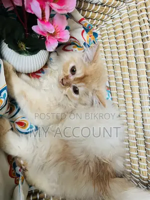 ১-৩ মাস বয়সী ফিমেল পিওরব্রেড পার্সিয়ান