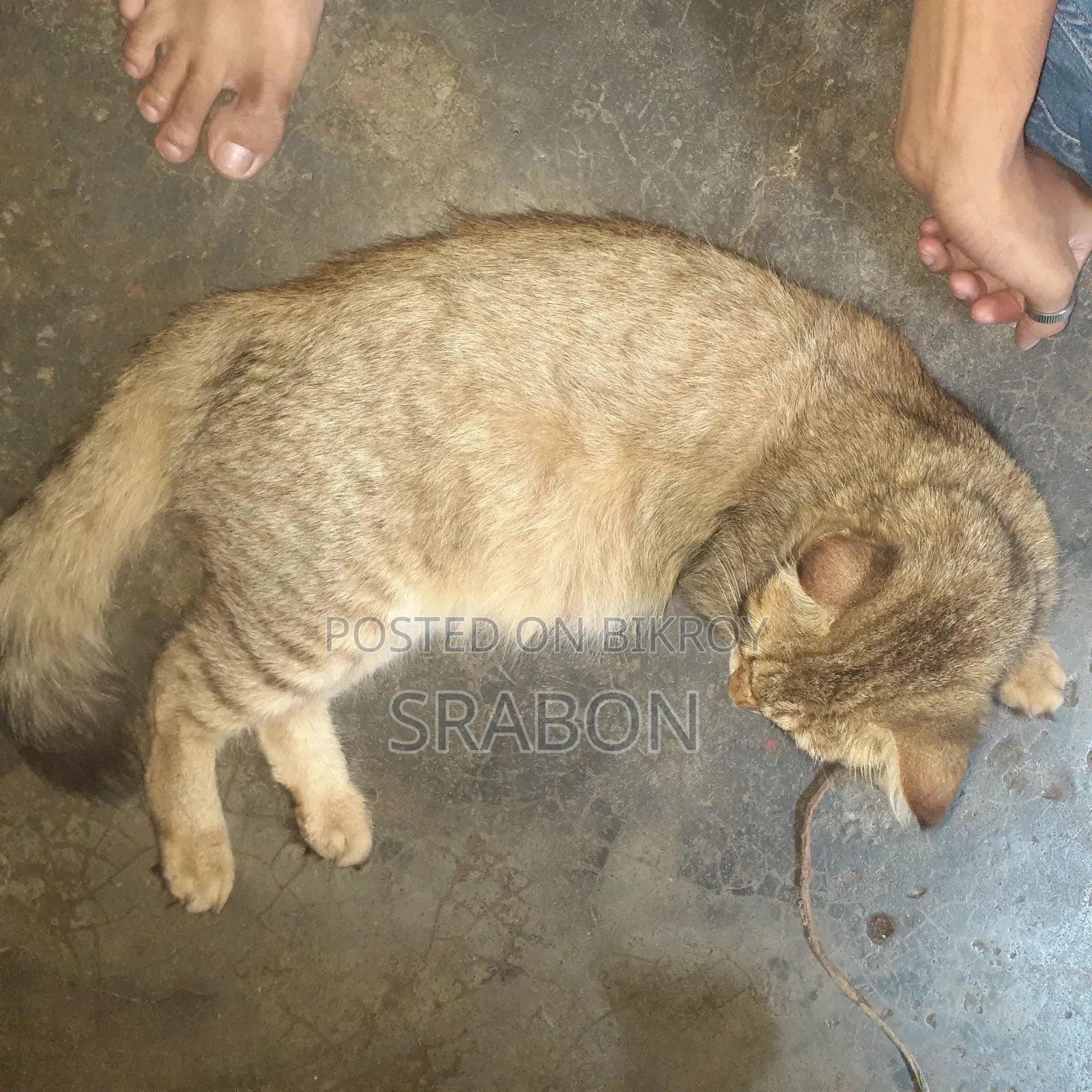 1+ Year Female Mixed Breed Cat