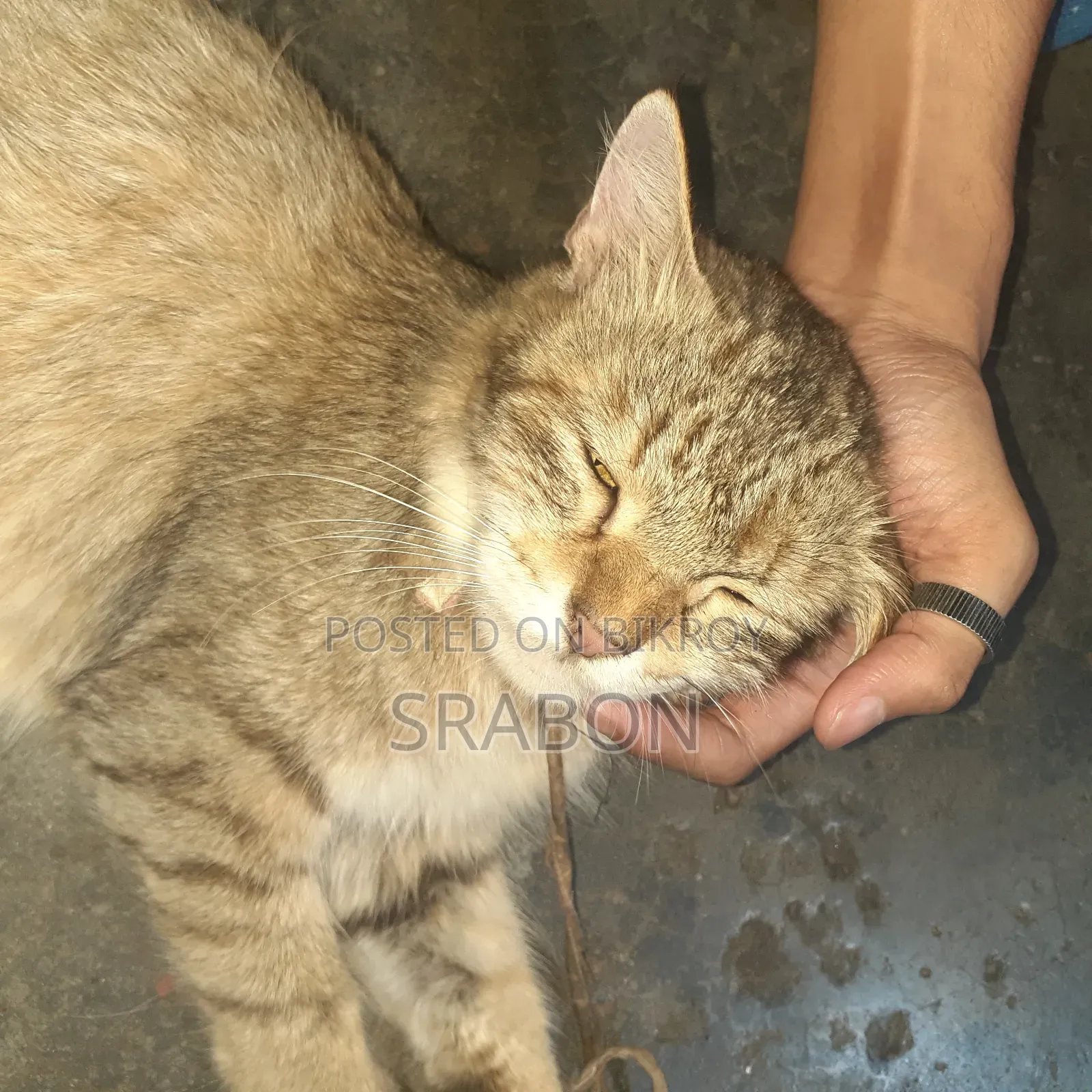 1+ Year Female Mixed Breed Cat