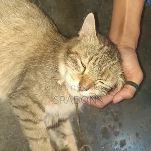 1+ Year Female Mixed Breed Cat