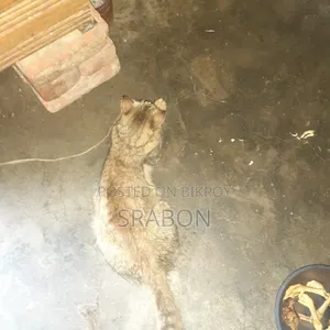 1+ Year Female Mixed Breed Cat