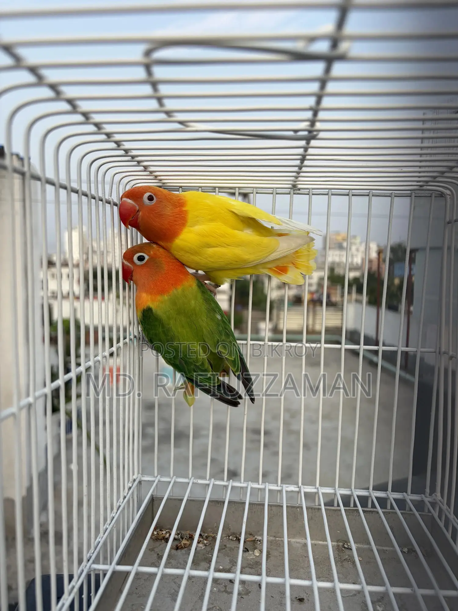 Lovebirds DNA Pair