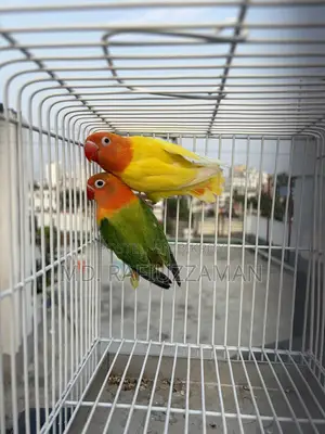 Lovebirds DNA Pair