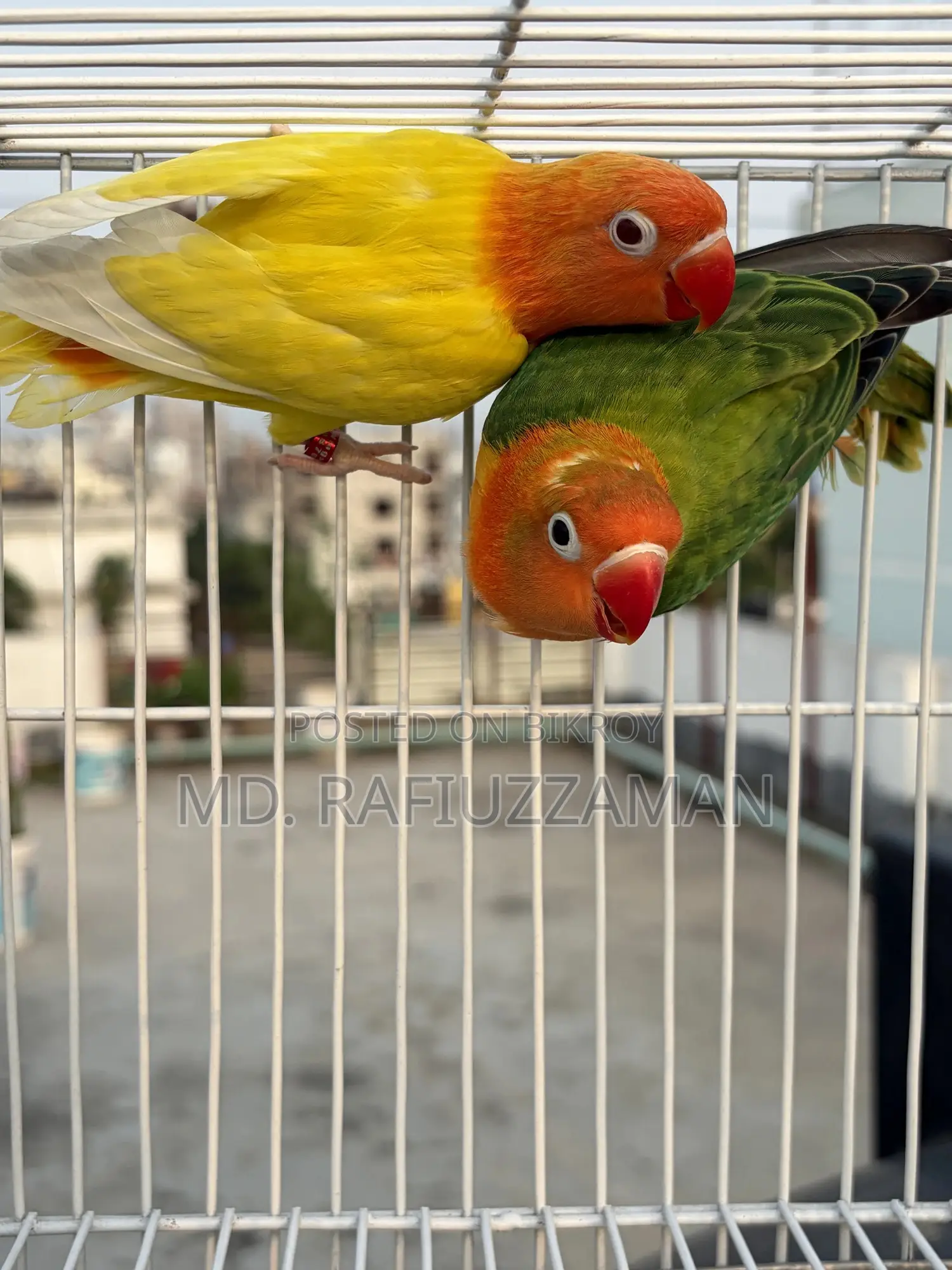 Lovebirds DNA Pair