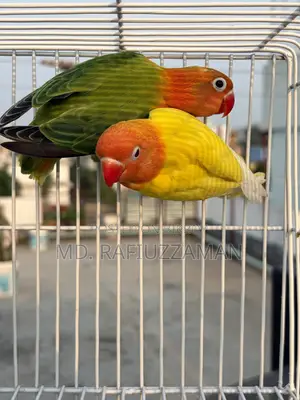 Lovebirds DNA Pair
