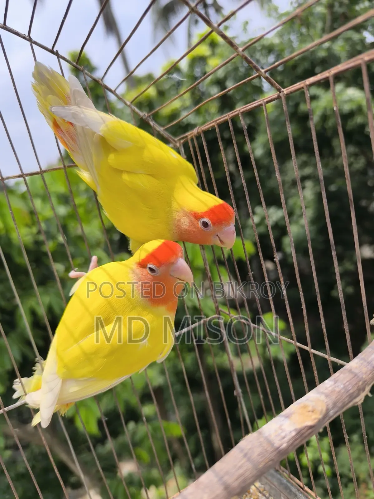 ১ জোড়া রানিং লাভবার্ডস জোড়া বিক্রিয় করা হবে