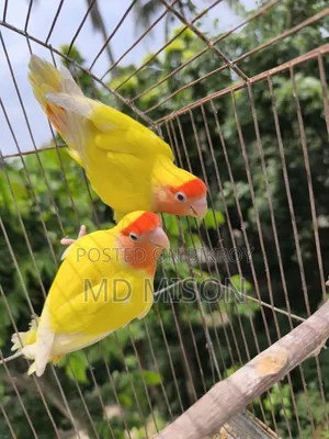 ১ জোড়া রানিং লাভবার্ডস জোড়া বিক্রিয় করা হবে