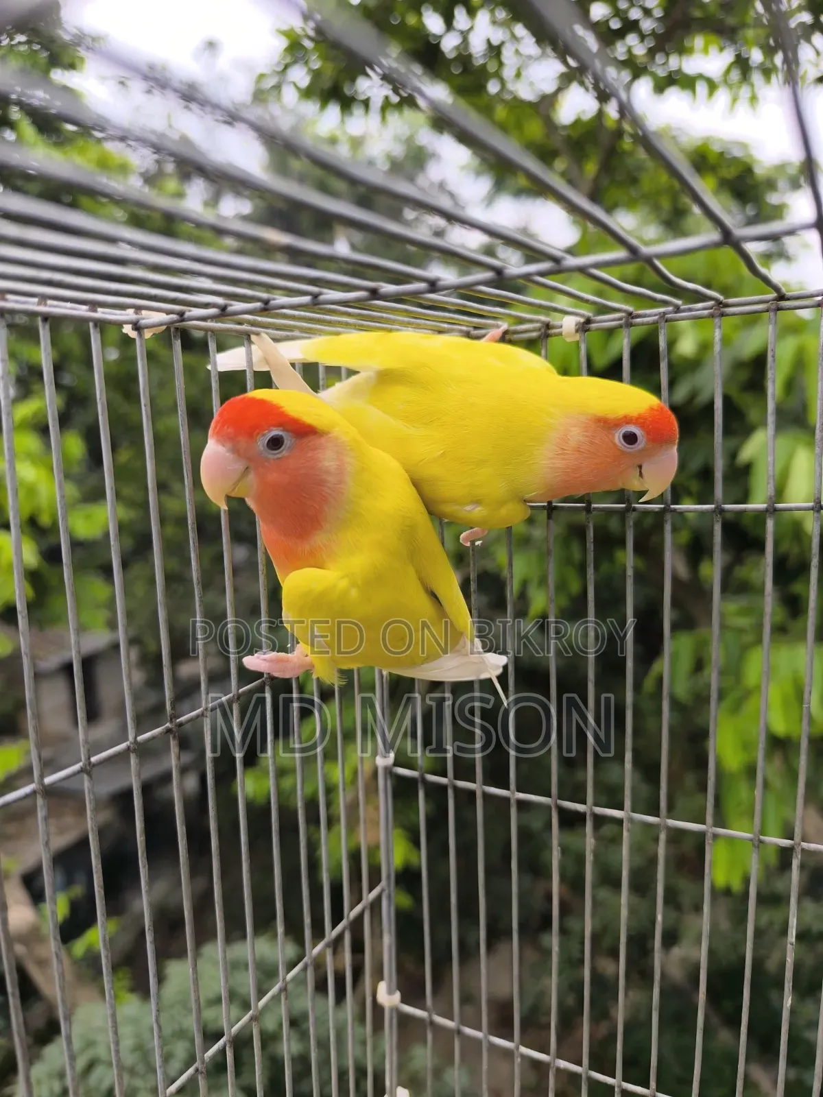 ১ জোড়া রানিং লাভবার্ডস জোড়া বিক্রিয় করা হবে