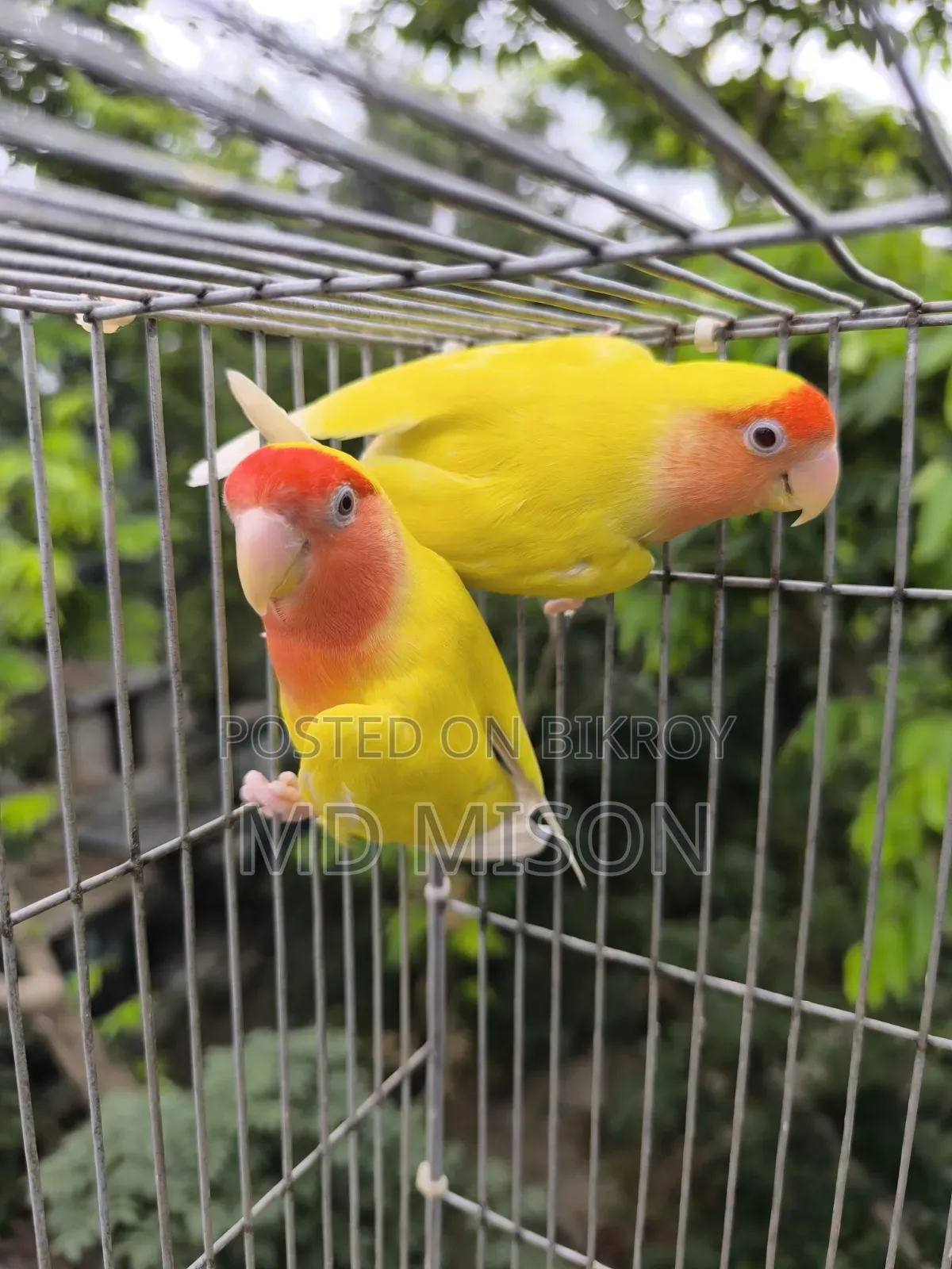 ১ জোড়া রানিং লাভবার্ডস জোড়া বিক্রিয় করা হবে