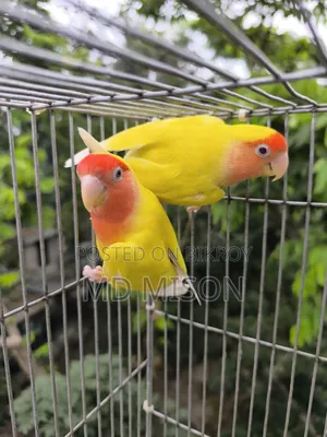 ১ জোড়া রানিং লাভবার্ডস জোড়া বিক্রিয় করা হবে