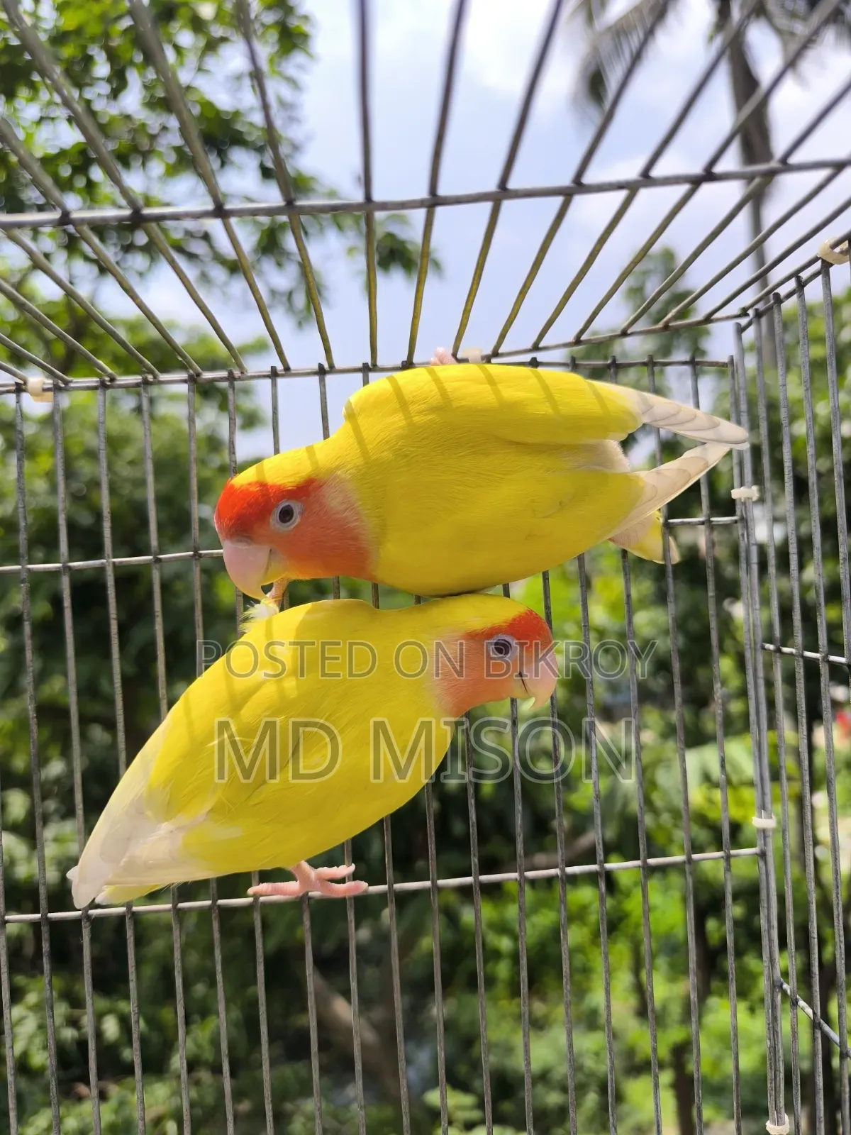 ১ জোড়া রানিং লাভবার্ডস জোড়া বিক্রিয় করা হবে
