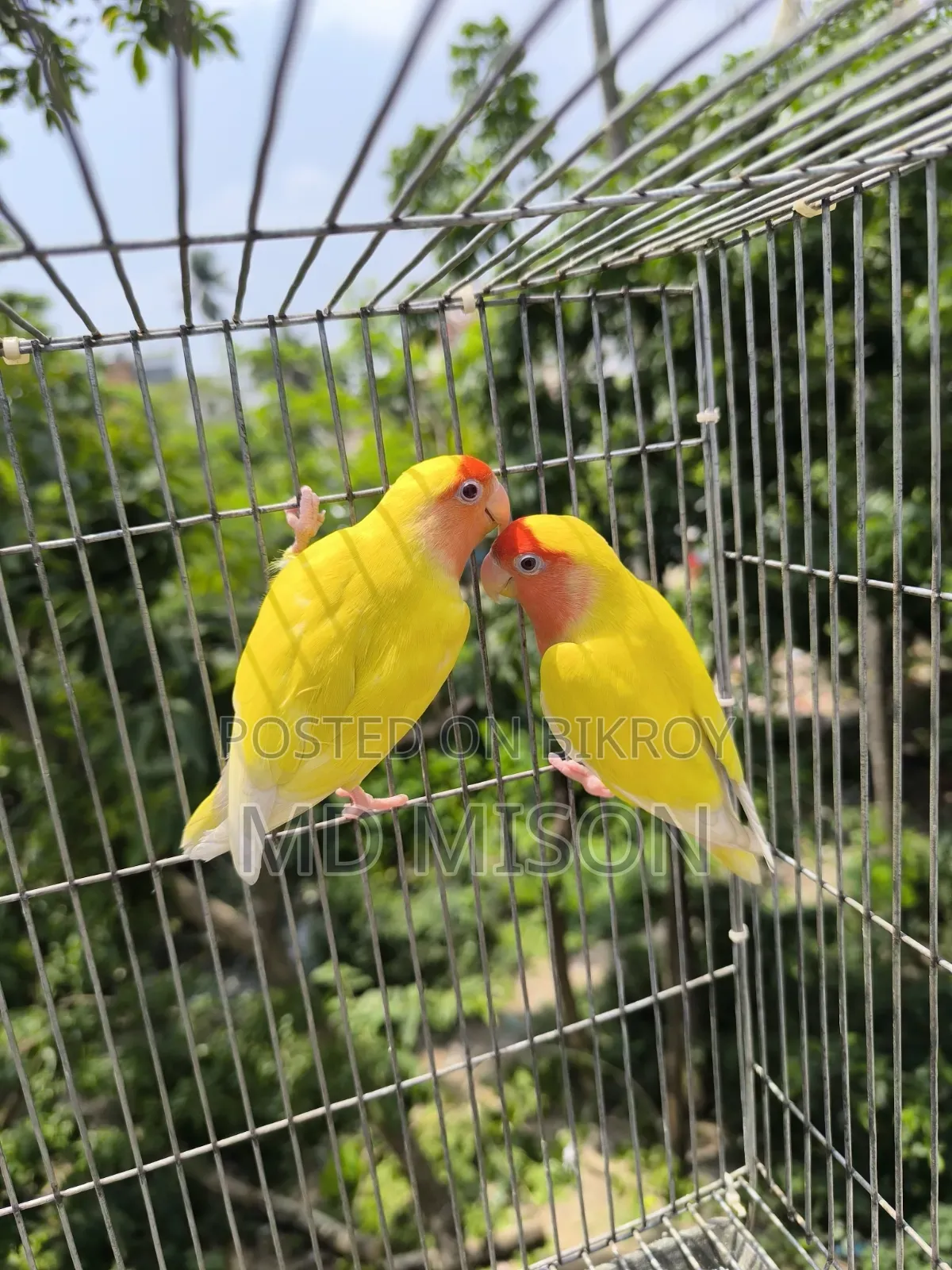 ১ জোড়া রানিং লাভবার্ডস জোড়া বিক্রিয় করা হবে