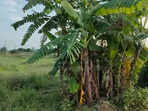 Exclusive 7.5 Katha North-East Corner Plot Close to 300ft – Sec#1