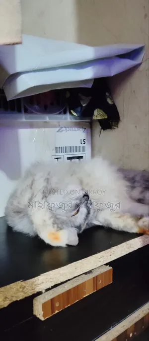 6-12 Months Male Purebred Persian