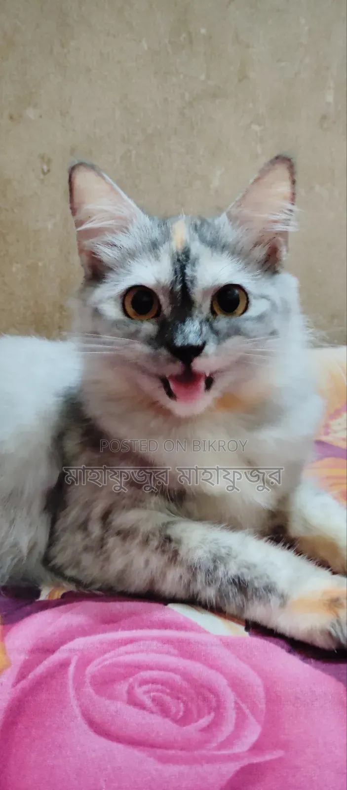 6-12 Months Male Purebred Persian