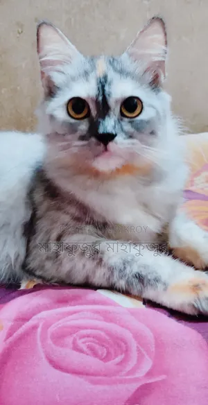 6-12 Months Male Purebred Persian