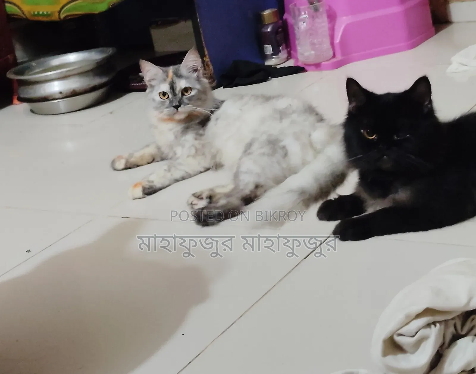 6-12 Months Male Purebred Persian